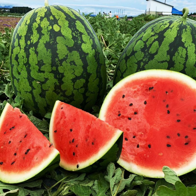 熊本県産　大玉すいか　約５ｋｇ