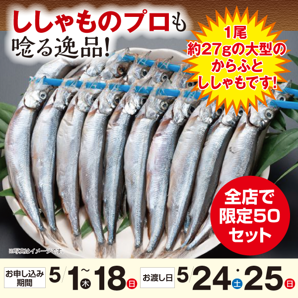 子持ちししゃも　特特大サイズ