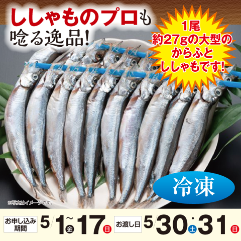 子持ちししゃも　特特大サイズ