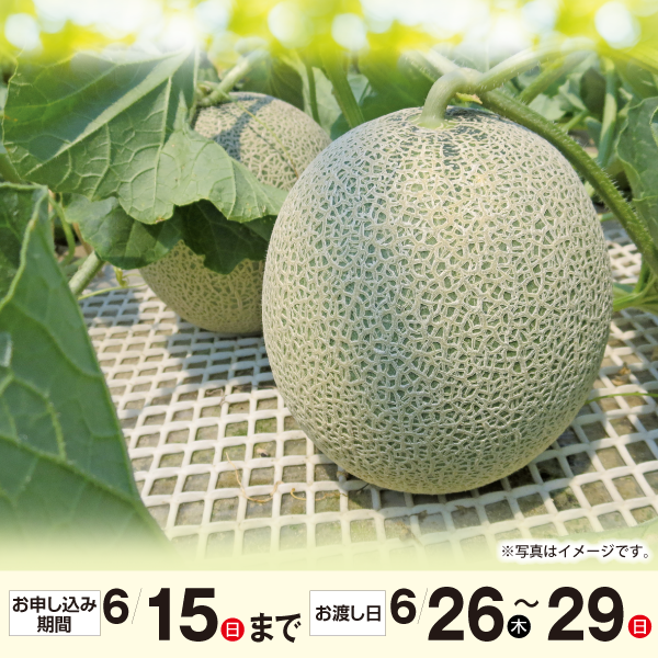 茨城県産JA茨城旭村　メロン2色セット【特秀】