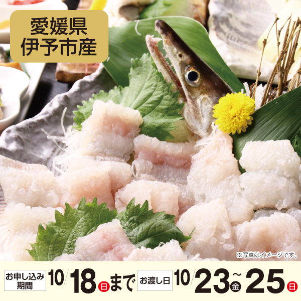 愛媛県伊予市産　双海朱鱧はもちり