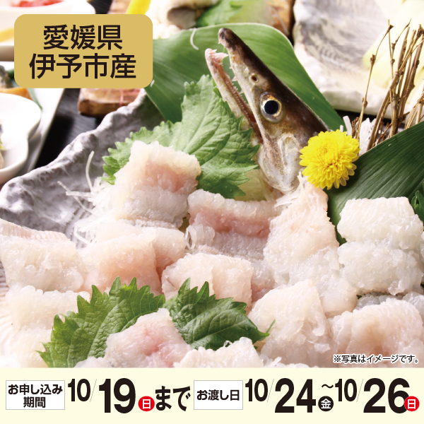 愛媛県伊予市産　双海朱鱧はもちり