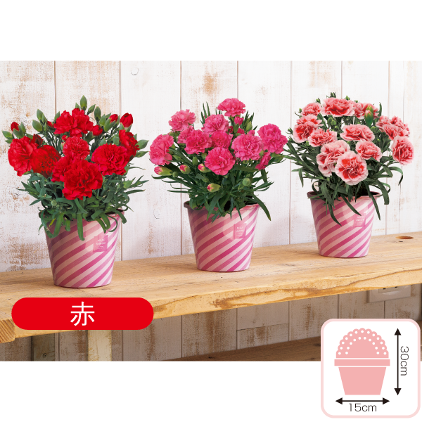 カーネーション「赤」