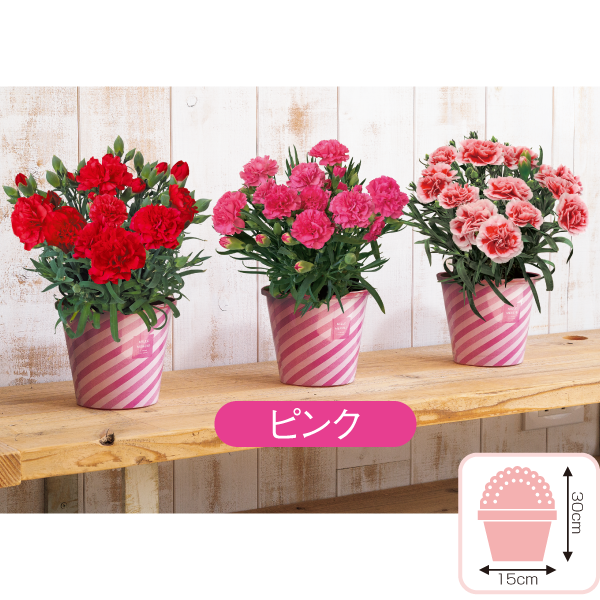 カーネーション「ピンク」