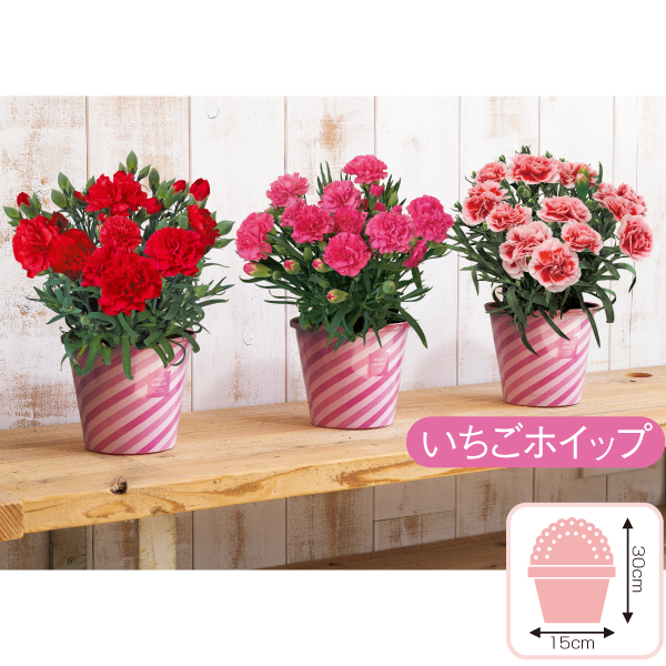 カーネーション「いちごホイップ」