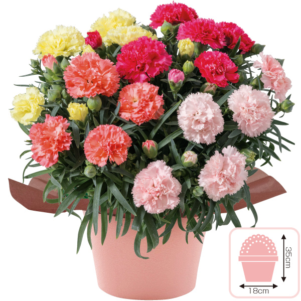 カーネーション4色寄せ植え