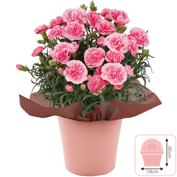 カーネーション「ティーパーティー」