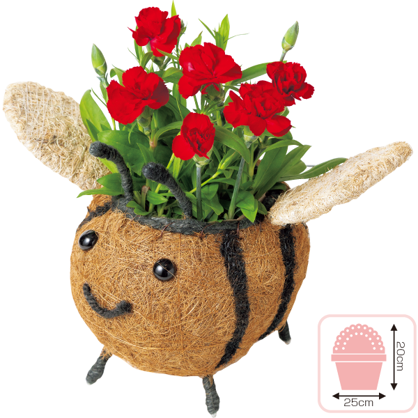 ミツバチカーネーション