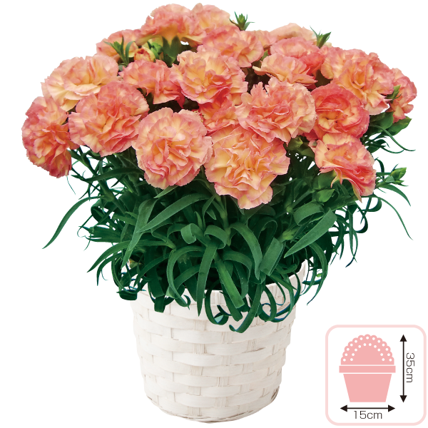 カーネーション「フロリアーヌ」