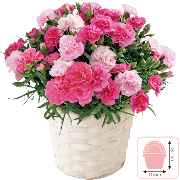 カーネーション「ホットハート」