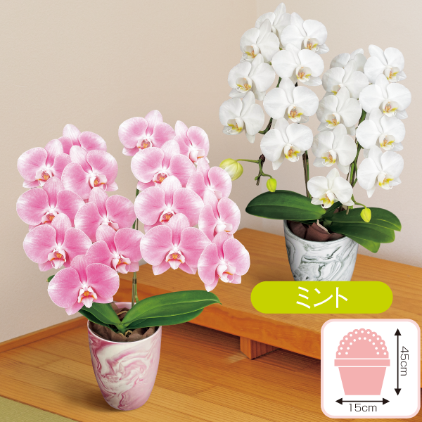 【滋賀県東近江市】胡蝶蘭　ミント