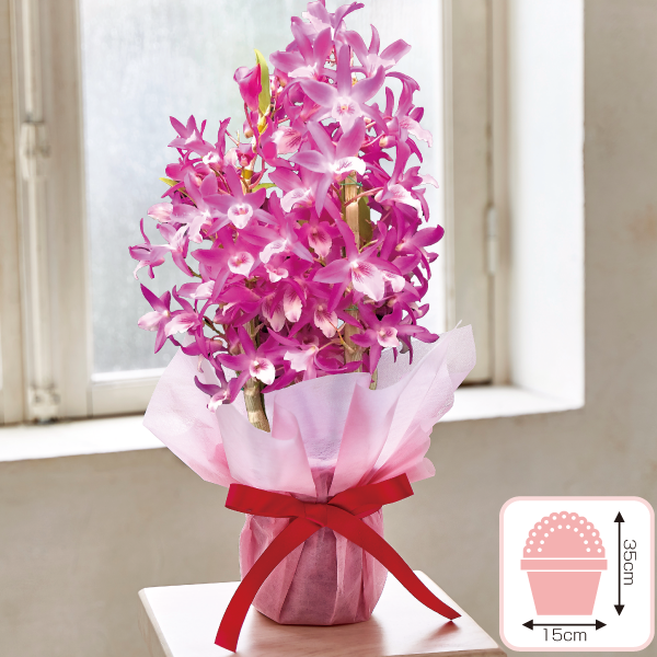 デンドロビューム「赤ずきんちゃん」