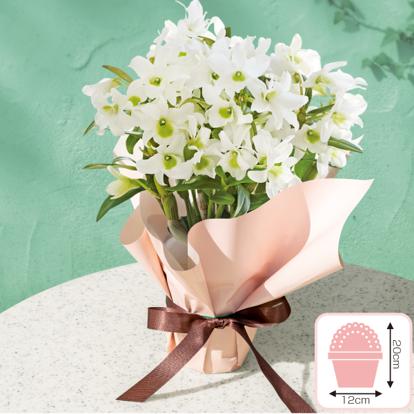 デンドロビューム「エンジェルベイビーグリーン愛」