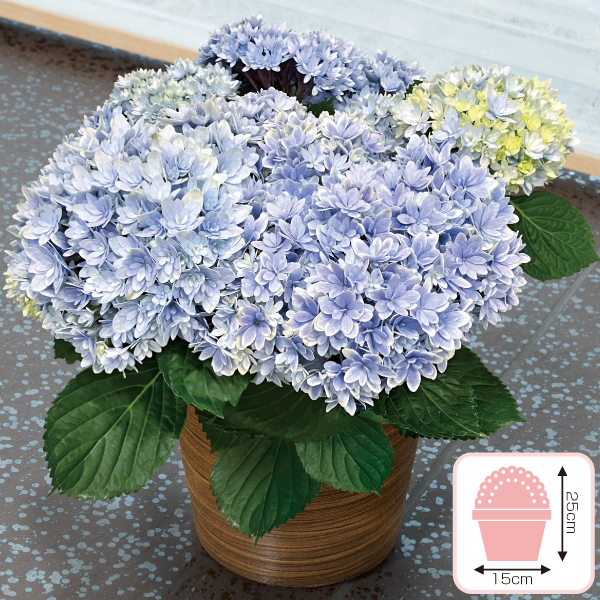 あじさい「響～ひびき～」ブルー