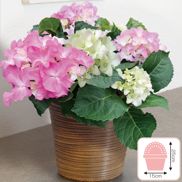 あじさい「クレイジーテンシア」ピンク