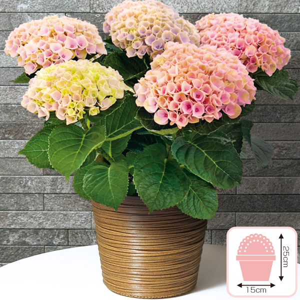 あじさい「レボリューション」ピンク