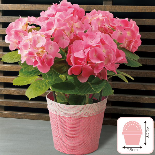 あじさい「ピーチ姫」