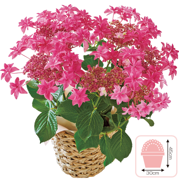 あじさい「桜花乱舞」