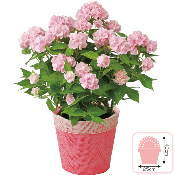 あじさい「伊予獅子てまり」色変わり