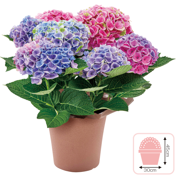 あじさい「マジカルエボリューションオーロラ」