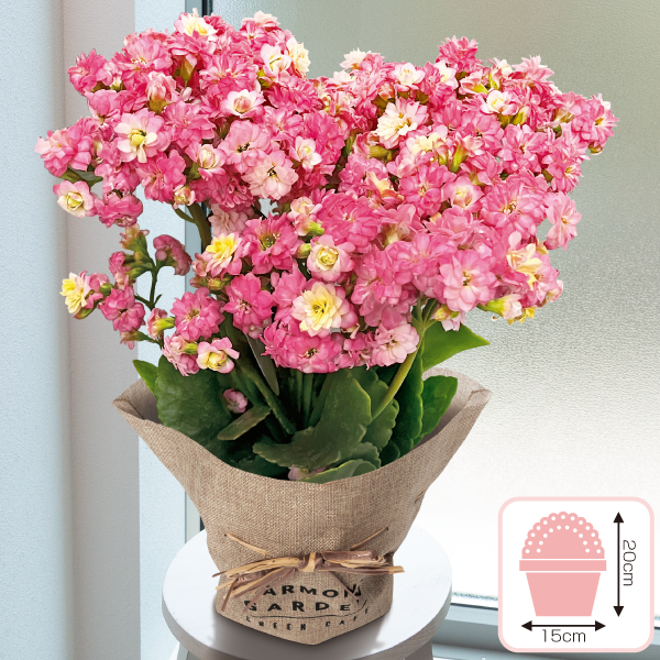 カランコエ「メイリーブーケ」4号　色変わり　グラデーション咲き