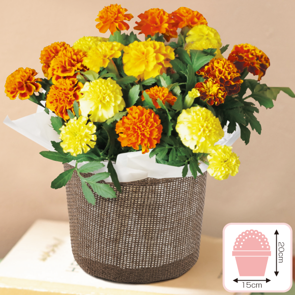 マリーゴールド