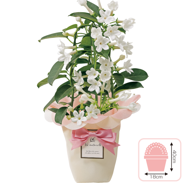 マダガスカルジャスミン