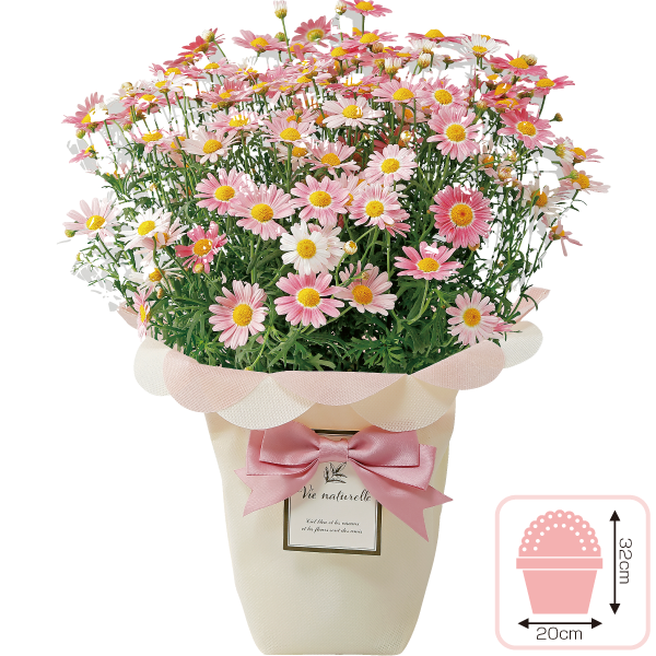 マーガレット「ストロベリーホイップ」