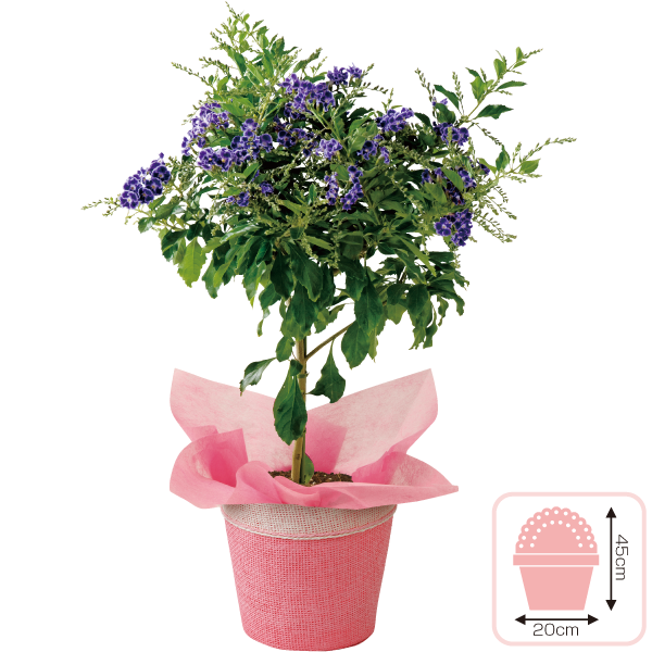 デュランタ宝塚