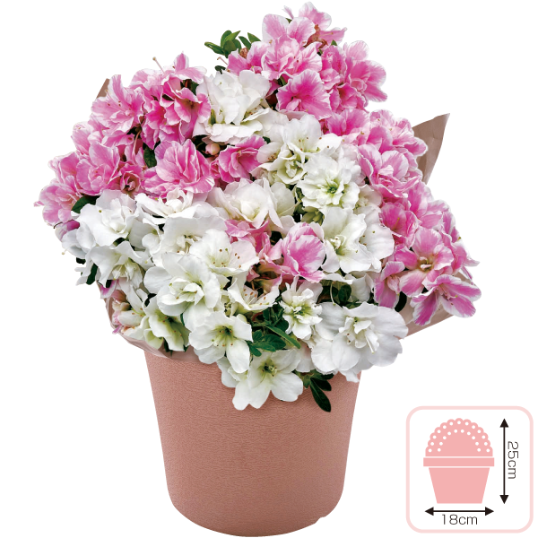 クルメツツジ２色植え