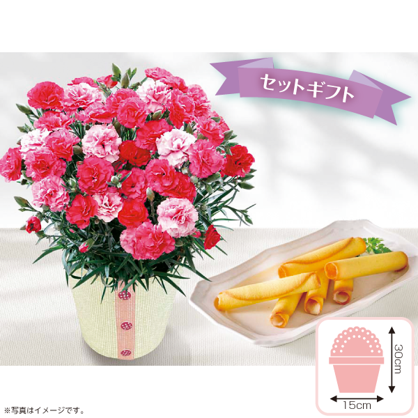 カーネーション（さくらもなか）＆ＯＩＭＯ ＭＥＲＣＩラングドロール